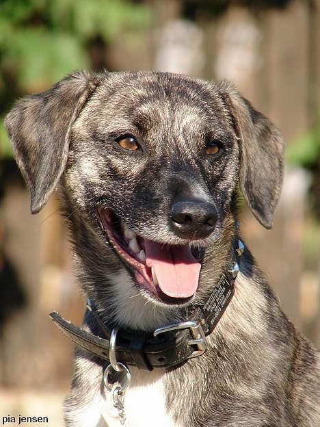 Blanding af racer Nuni - 21/9 Sidste så! Slut nu!*G* billede 20