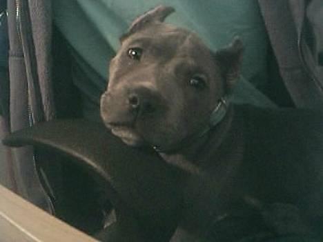Amerikansk staffordshire terrier Chico - Ligger hos sin far mens han spiller Pc! :) billede 3