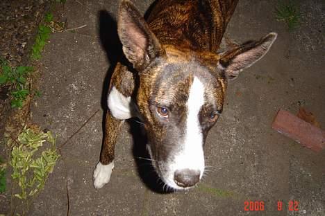 Blanding af racer thaiya *R.I.P* billede 6