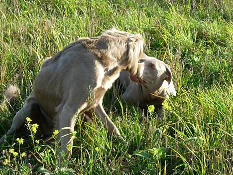 Weimaraner Gamma billede 18