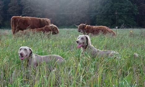 Weimaraner Biggi billede 16