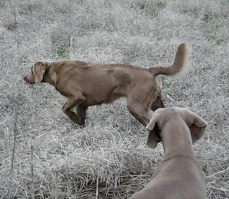 Weimaraner Biggi billede 17