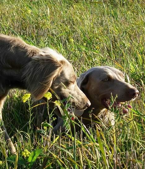 Weimaraner Biggi billede 18