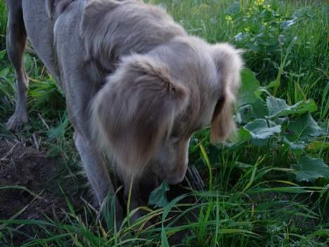 Weimaraner Biggi billede 19