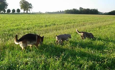 Weimaraner Biggi billede 20