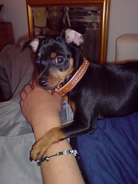 Dvaergpinscher Baby Neela *Kiwa* - D.22/9-06 billede 2