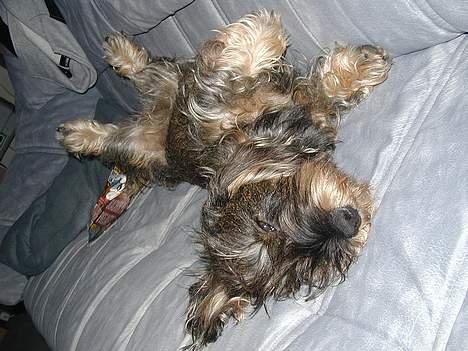 Gravhund Smilla - Sept.06 billede 7