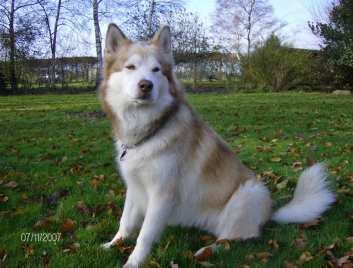 Alaskan malamute moon song`s Dina Død 2009 - Dronning Dina ;0) billede 10