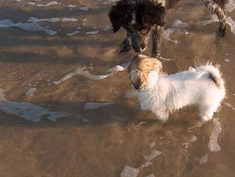 Tibetansk spaniel Kri Kris Garson (Pepe) - Jeg er i hvert fald ikke bange for Vesterhavet billede 12