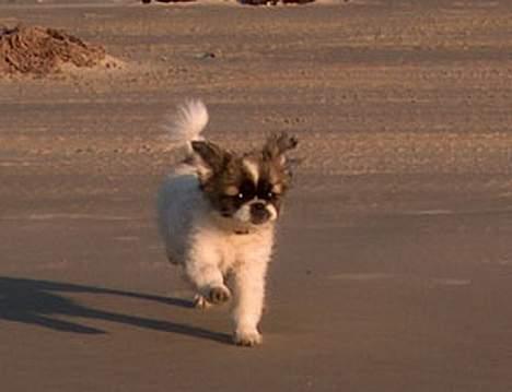 Tibetansk spaniel Kri Kris Garson (Pepe) - Herligt at løbe og lege på stranden billede 13