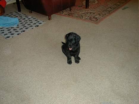 Flat coated retriever Lucky billede 11