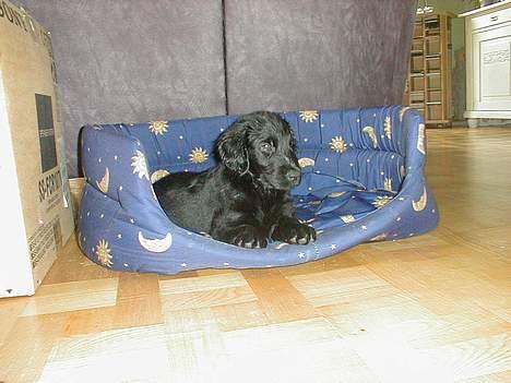 Flat coated retriever Lucky billede 12
