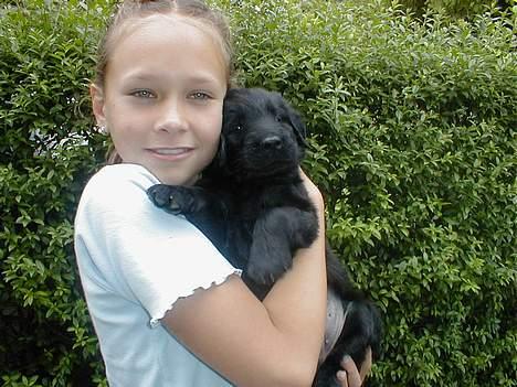 Flat coated retriever Lucky - ligheden er stor ik... hehe ;o) billede 13