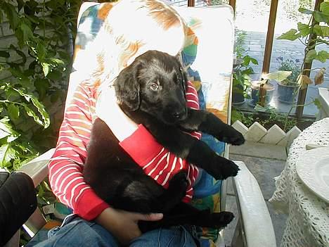 Flat coated retriever Lucky - se hvor hun gemmer sig... hun lader min skønhed komme til syne!!!.... billede 14