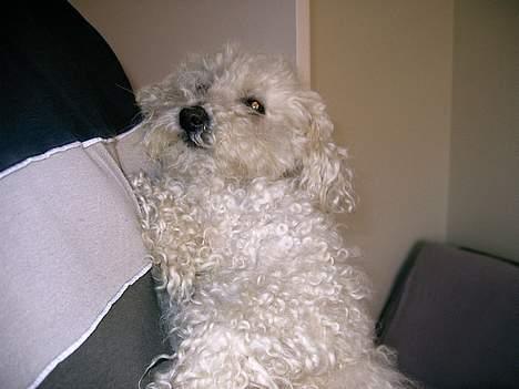 Bichon à poil frisé Annisette - Det er bare hygge at ligge ved far som en baby. billede 8