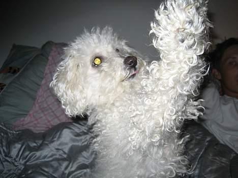 Bichon à poil frisé Annisette - Tungen ude af munden så koncentrere man sig bedre. billede 9