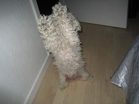 Bichon à poil frisé Annisette - Jeg er bare sååå stor. billede 10