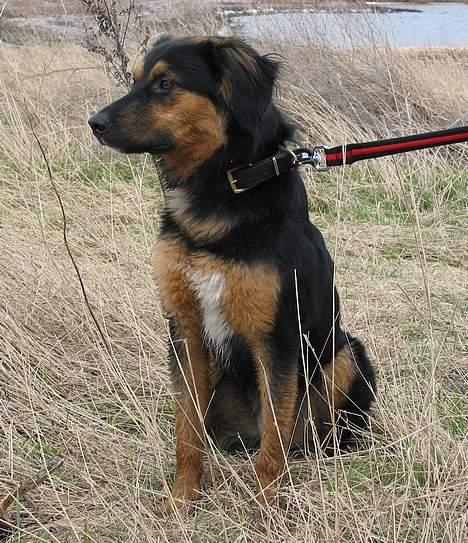 Blanding af racer : Grækeren Linus - Dette flotte billede er taget af Linus tidligere familie... Tak for det. billede 1