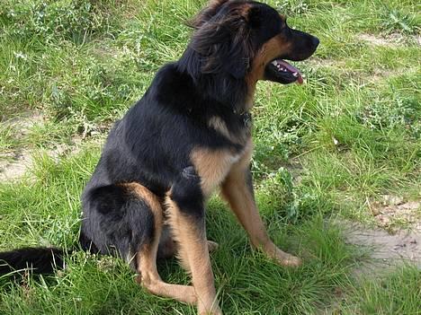 Blanding af racer : Grækeren Linus - Linus med 5 clips i skindet, efter "mødet" med en anden hund... billede 2