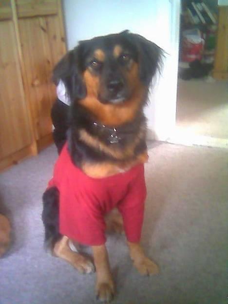 Blanding af racer : Grækeren Linus - "Ej, Bitten! Rød ER altså ikke min farve. Kan du ikke se dét?" billede 3