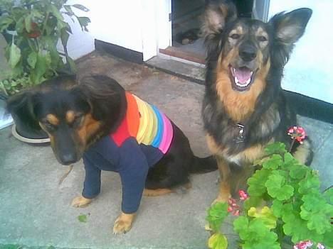 Blanding af racer : Grækeren Linus - "Helt ærligt, Kenya... Du kan ikke være bekendt at grine, bare fordi Bitten har givet mig en bluse på med striber..." billede 4