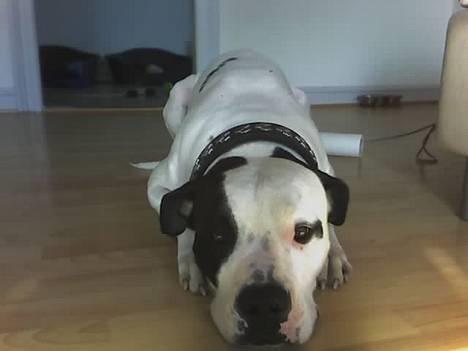 Blanding af racer RIP Buzz - er jeg ikke bare kær?? ;-) billede 1