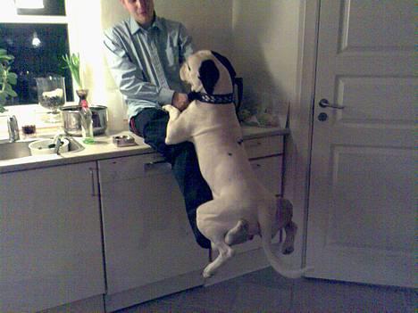 Blanding af racer RIP Buzz - Gynger på fars ben.. billede 2