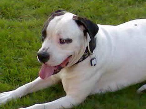 Blanding af racer RIP Buzz - Har lige løbet rundt med Saszha. Nu er jeg lidt træt. billede 3