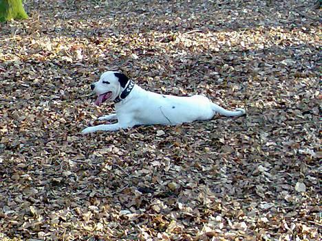 Blanding af racer RIP Buzz - Det er hårdt og være i skoven. ;-) Men DEJLIGT!!! billede 4