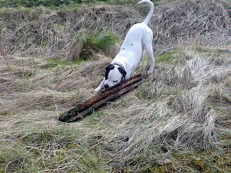 Blanding af racer RIP Buzz - Det er min kæp.. Og den er god.. :-) billede 5