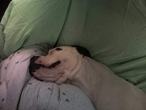 Blanding af racer RIP Buzz - Kører langt i bilen. Så jeg sover bare. billede 6