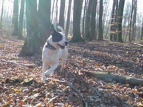 Blanding af racer RIP Buzz - Jeg flyver næsten.. ;-) billede 7