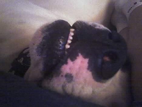 Blanding af racer RIP Buzz - Kan man se mit underbid??? ;-) billede 8