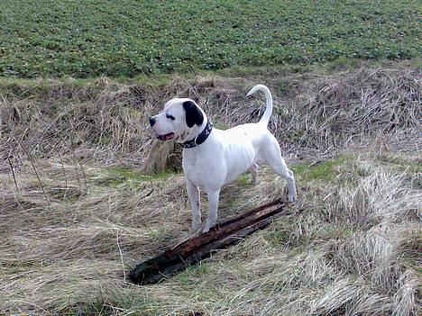 Blanding af racer RIP Buzz - Flot og dejlig... billede 9