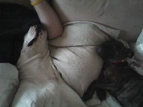 Blanding af racer RIP Buzz - Vi har det godt sammen os 2. billede 10