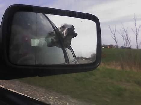 Blanding af racer RIP Buzz - Jeg elsker og køre bil.  billede 11