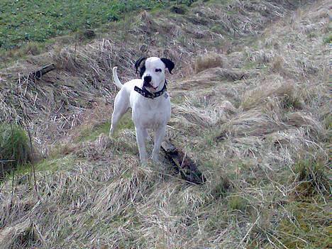 Blanding af racer RIP Buzz - Jeg passer på min kæp.. billede 12
