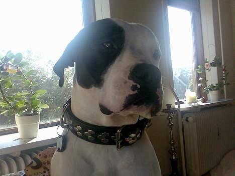 Blanding af racer RIP Buzz - Se mig.. Jeg ved jeg er lækker.. billede 13