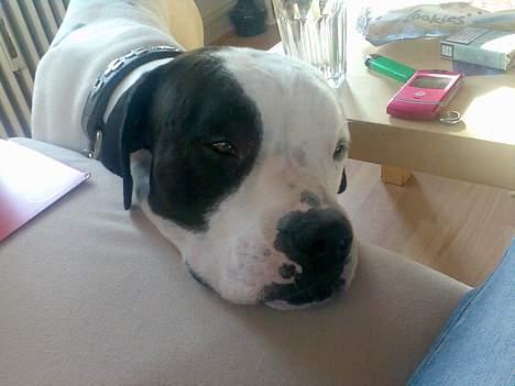 Blanding af racer RIP Buzz - Må jeg godt komme op i sofaen mor?? billede 14