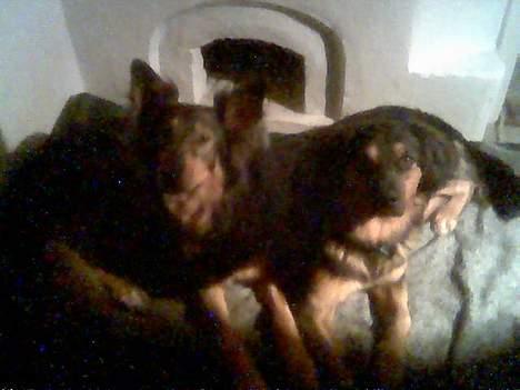 Blanding af racer : Grækeren Linus - Ja, sådan ligger hundebasserne og venter på deres nat-kiks... Så kan jeg nemlig nå under dynen, inden de kommer ind og BZ´er sengen! Hi, hi... billede 5