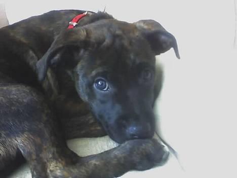 Blanding af racer Saszha(Har fået nyt hjem) - Man kan næsten se jeg har et blåt og et brunt øje. billede 1