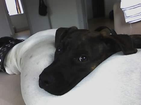 Blanding af racer Saszha(Har fået nyt hjem) - Putter ved storebror. billede 2