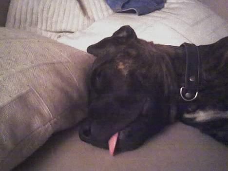 Blanding af racer Saszha(Har fået nyt hjem) - Da jeg var helt lille lå min tunge altid ud når jeg tog mig en lille morfar. billede 4