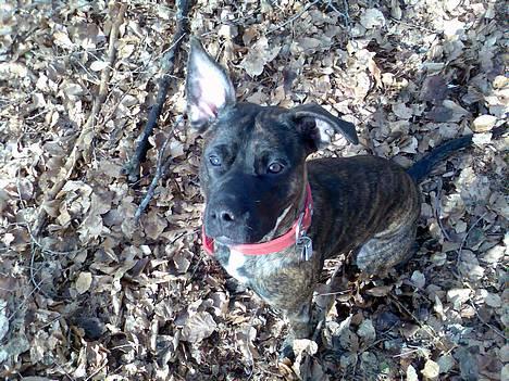 Blanding af racer Saszha(Har fået nyt hjem) - Jeg lutter øre!! billede 5