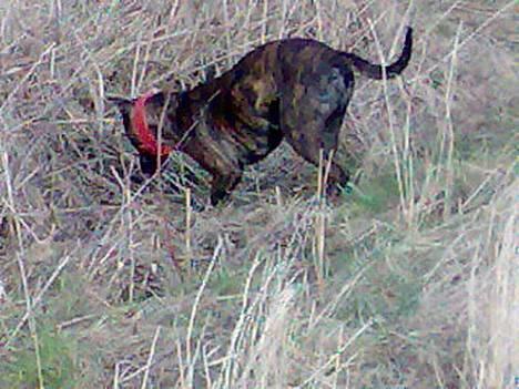 Blanding af racer Saszha(Har fået nyt hjem) - Jeg er RIGTIG god til at grave.. billede 6