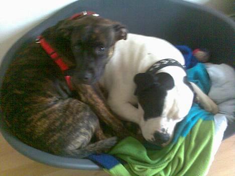 Blanding af racer Saszha(Har fået nyt hjem) - Møver mig lige hos Buzz... billede 7