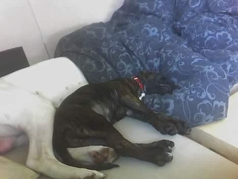 Blanding af racer Saszha(Har fået nyt hjem) - Putter med far og Buzz. billede 8