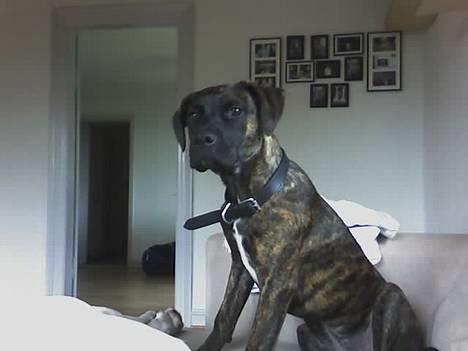 Blanding af racer Saszha(Har fået nyt hjem) - jeg er en flot hund. ;-) billede 9