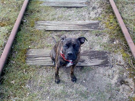 Blanding af racer Saszha(Har fået nyt hjem) - Sidder pænt.. billede 10