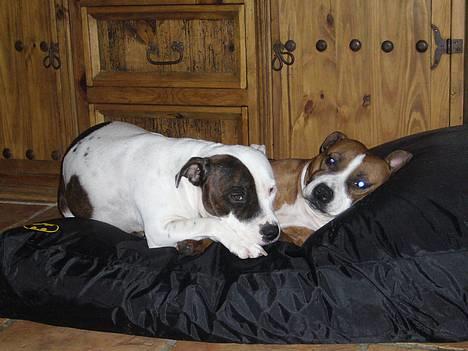 Staffordshire bull terrier Jeanty's staff Mira - NYT! 26jan. Mira og Buffy i deres nye ´Batman seng ! billede 18